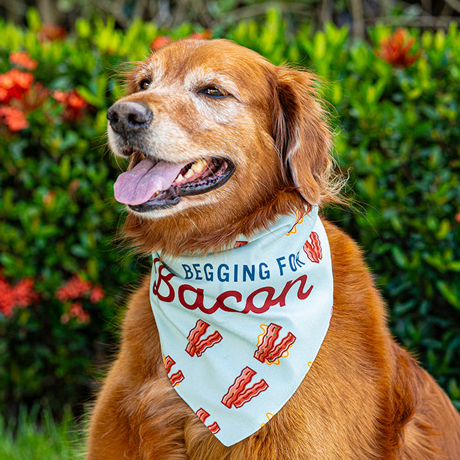 Begging for Bacon, Large Pet Bandana